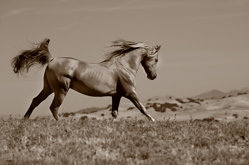 arabian horses photos