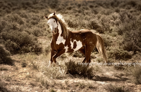 Pick n' Play; Alton's herd Sandwash-basin-wild-horses-234