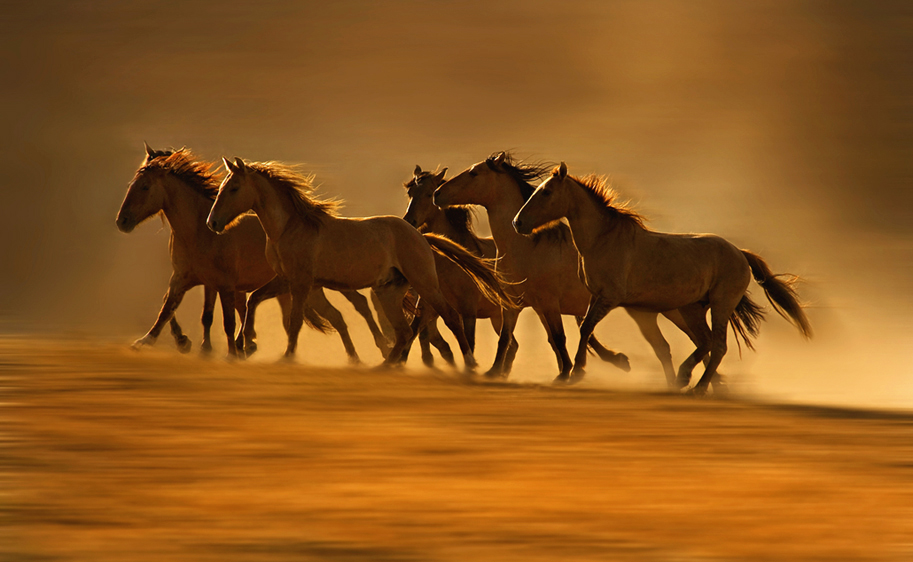 horses running free. Wild Horses Running